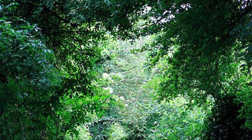 Salterton to Hurdcott footpath as it descends into Hurdcott.
