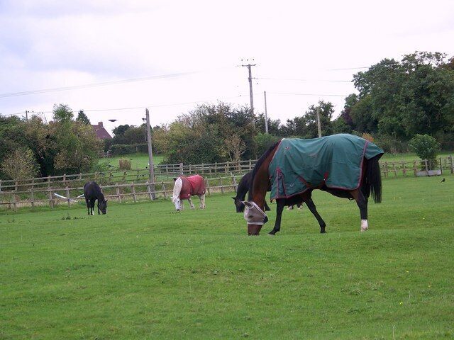 Horses at Hurdcott Horses and ponies grazing well used paddocks at Hurdcott.