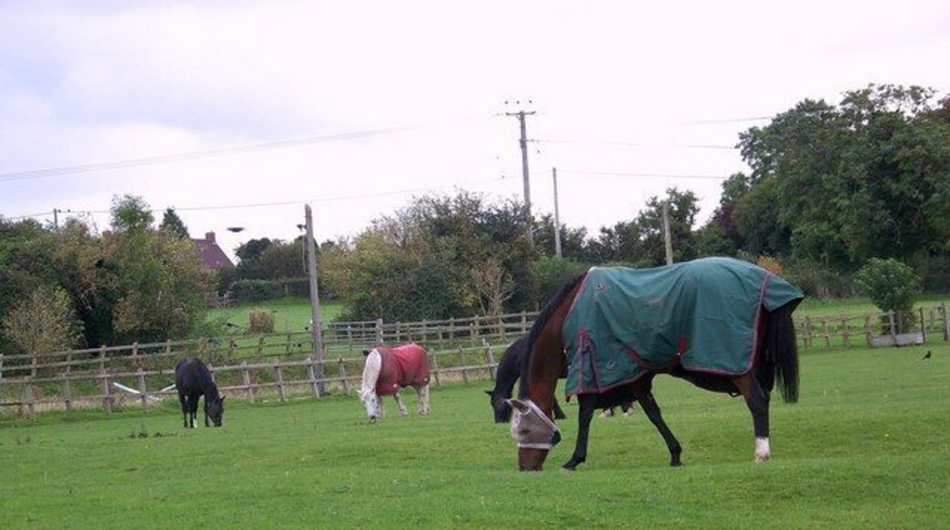 Horses at Hurdcott Horses and ponies grazing well used paddocks at Hurdcott.