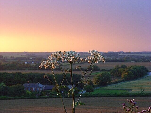 Hogweed at sunset, Ford Down Beside the A30 above Salisbury. A storm cloud moved just far enough to the east to allow a surprise dramatic sunset. Fieldfare House is below, whilst Boscombe Down Airfield catches the sun in the distance.