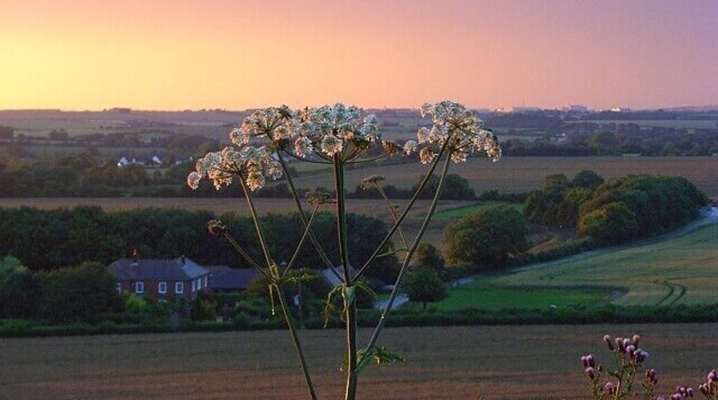 Hogweed at sunset, Ford Down Beside the A30 above Salisbury. A storm cloud moved just far enough to the east to allow a surprise dramatic sunset. Fieldfare House is below, whilst Boscombe Down Airfield catches the sun in the distance.
