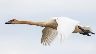Wild trumpeter swan by a stream in Magee Marsh Wildlife Area in Ohio.