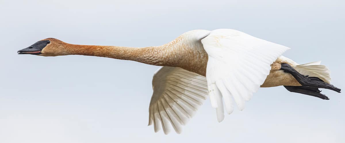 A goose in flight with outstretched wings against a clear sky.