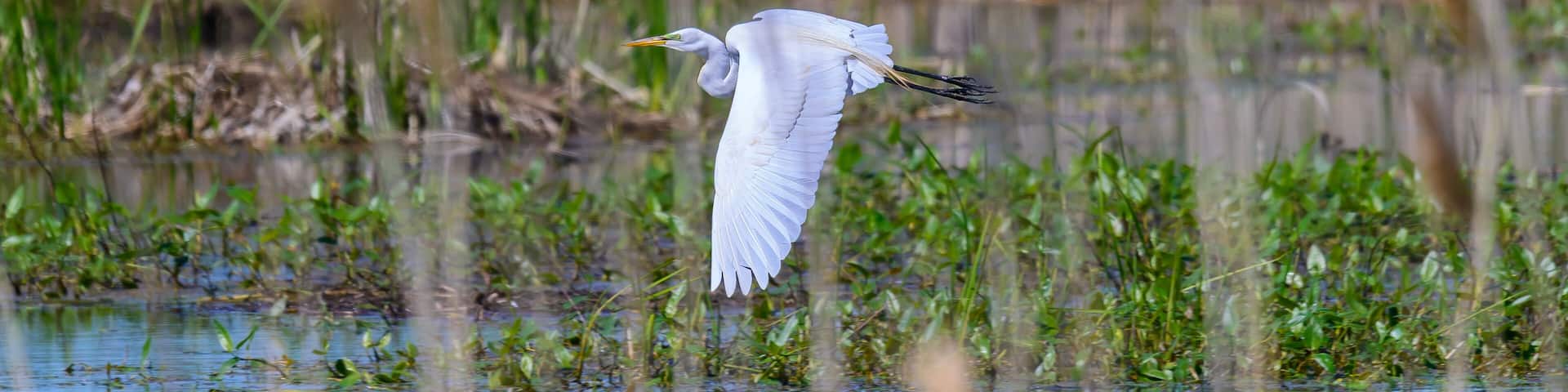 Great Egret in Flight at Ottawa National Wildlife Refuge, near Oak Harbor, Ohio.