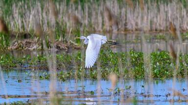 Great Egret in Flight at Ottawa National Wildlife Refuge, near Oak Harbor, Ohio.