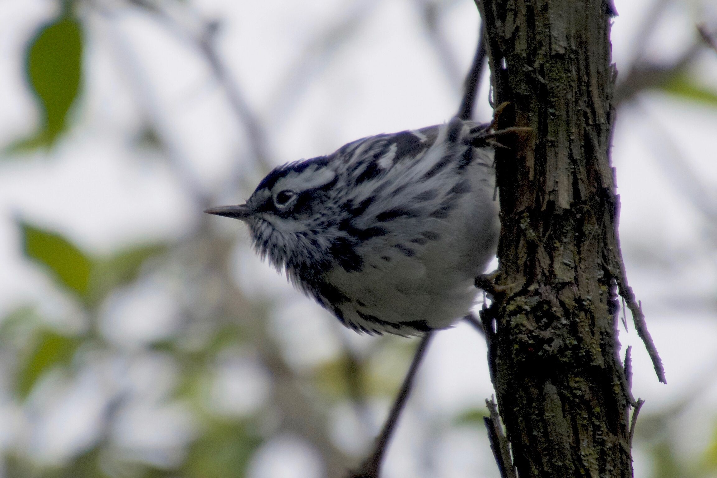 Black and White warbler