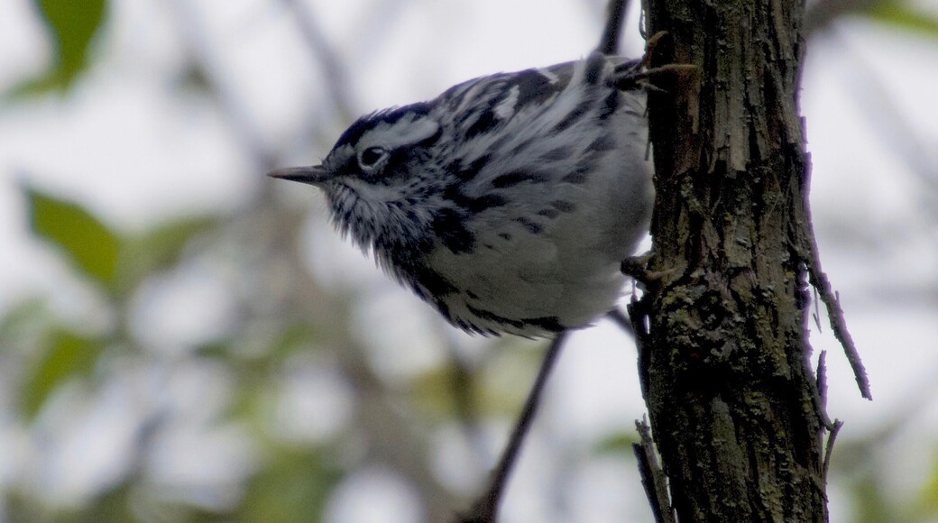 Black and White warbler