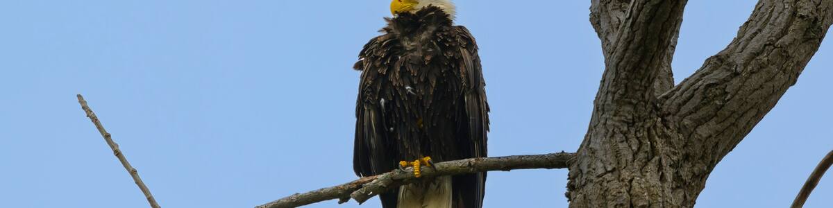 An American Bald Eagle in a tree by the Boardwalk at Magee Marsh Wildlife Area, near Oak Harbor, Ohio.