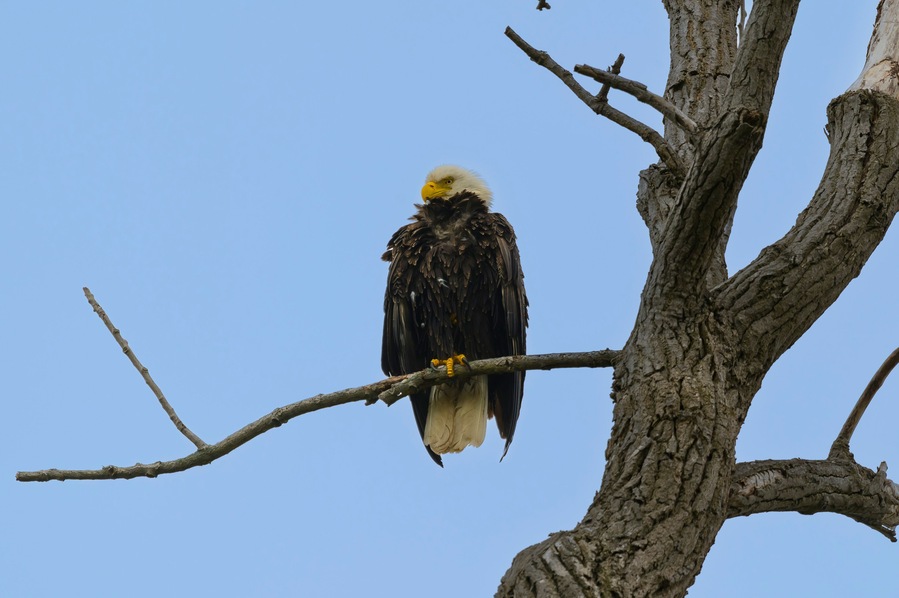 An American Bald Eagle in a tree by the Boardwalk at Magee Marsh Wildlife Area, near Oak Harbor, Ohio.
