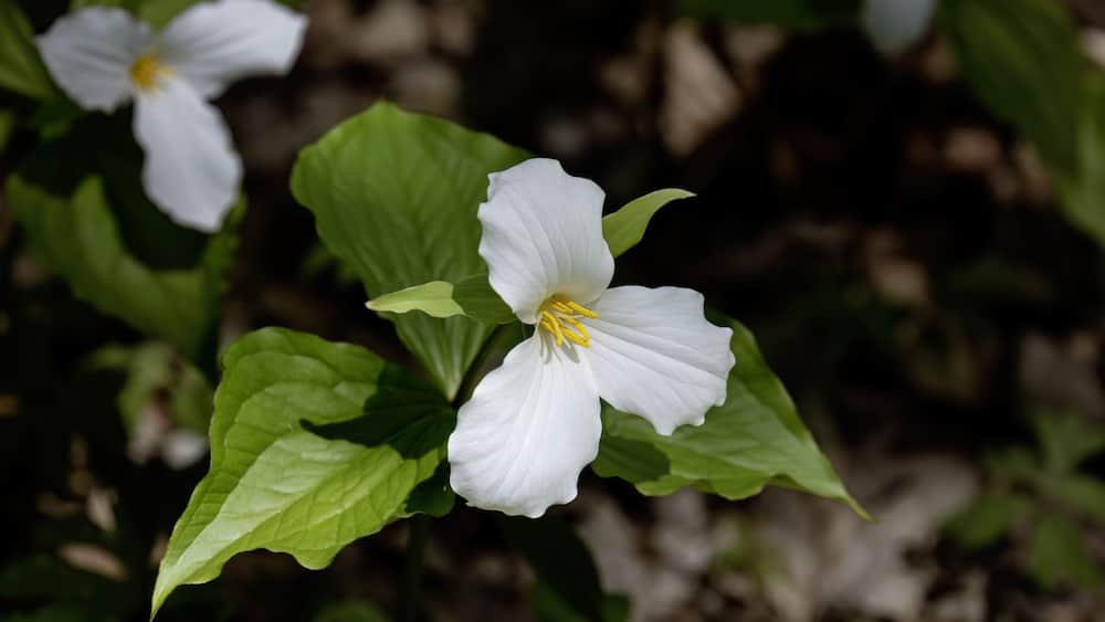 North American flower White Trillium flower (Trillium grandiflorum), also know as wake - robin, symbol of Ontario, Canada and state wild flower of Ohio