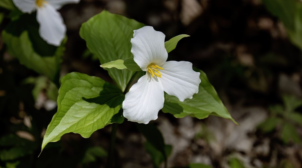 North American flower White Trillium flower (Trillium grandiflorum), also know as wake - robin, symbol of Ontario, Canada and state wild flower of Ohio