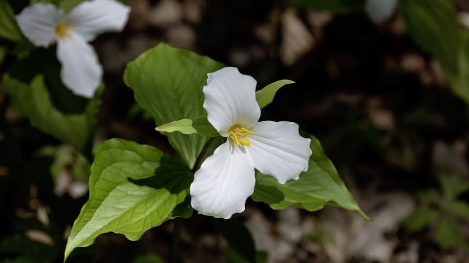 White flowers with yellow centers and green leaves.