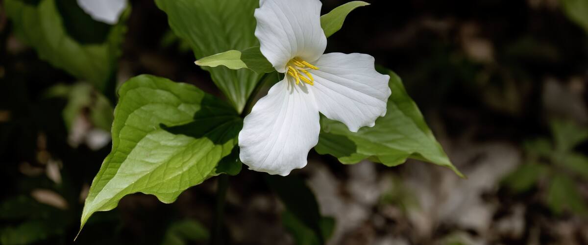 North American flower White Trillium flower (Trillium grandiflorum), also know as wake - robin, symbol of Ontario, Canada and state wild flower of Ohio