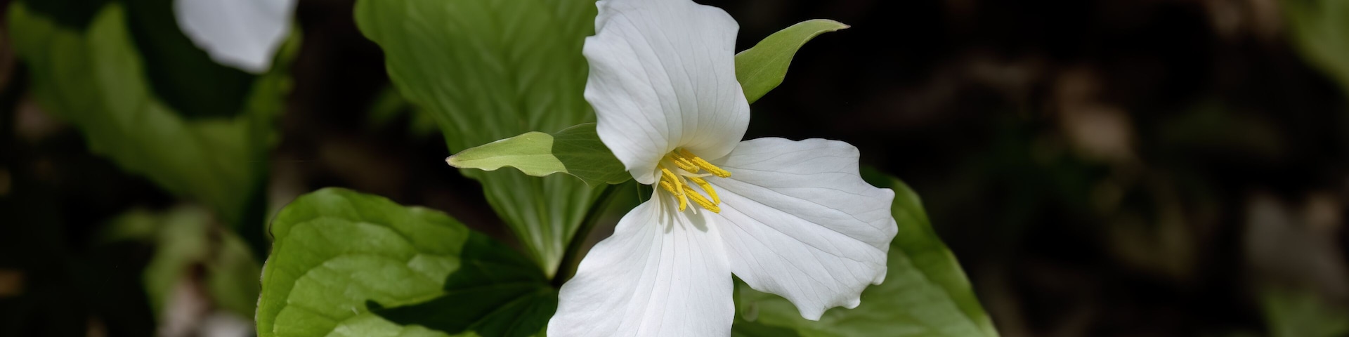 White flowers with yellow centers and green leaves.