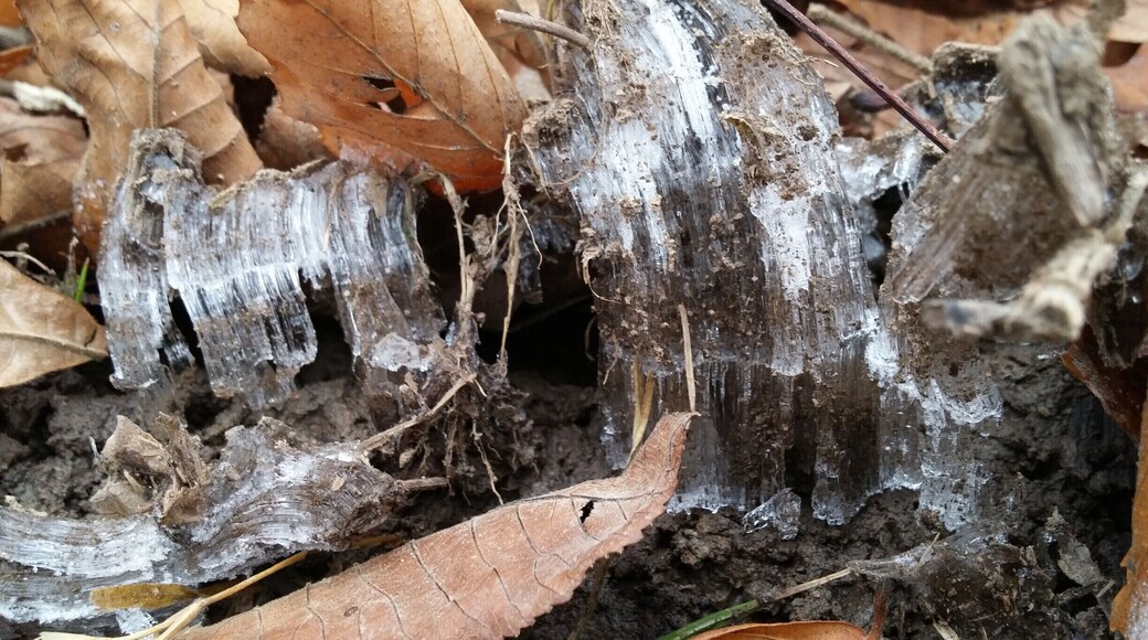 Along the trail, the mud had frozen beneath the leaf litter and had heaved up these mini ice towers that reminded me of Superman's Fortress of Solitude.