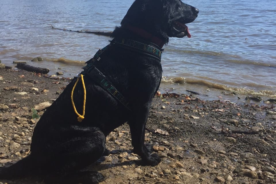 A black dog sitting on a rocky shore by a lake.