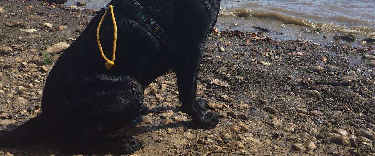 A black dog sitting on a rocky shore by a lake.