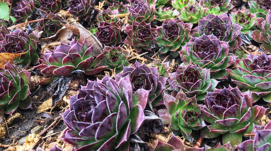 Taken at my father-in-law’s house 🌱