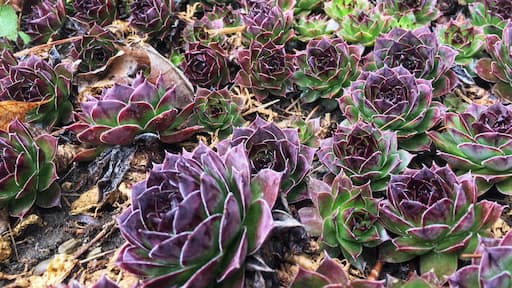 Taken at my father-in-law’s house 🌱