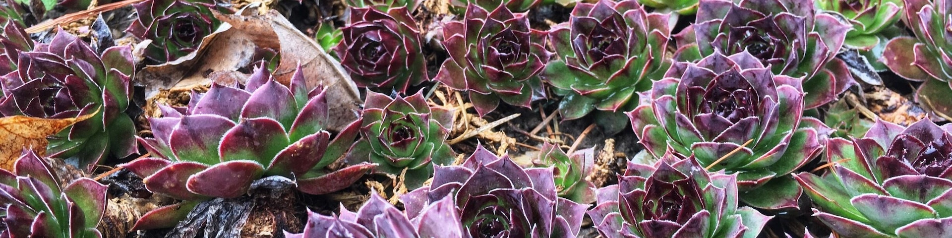 Taken at my father-in-law’s house 🌱