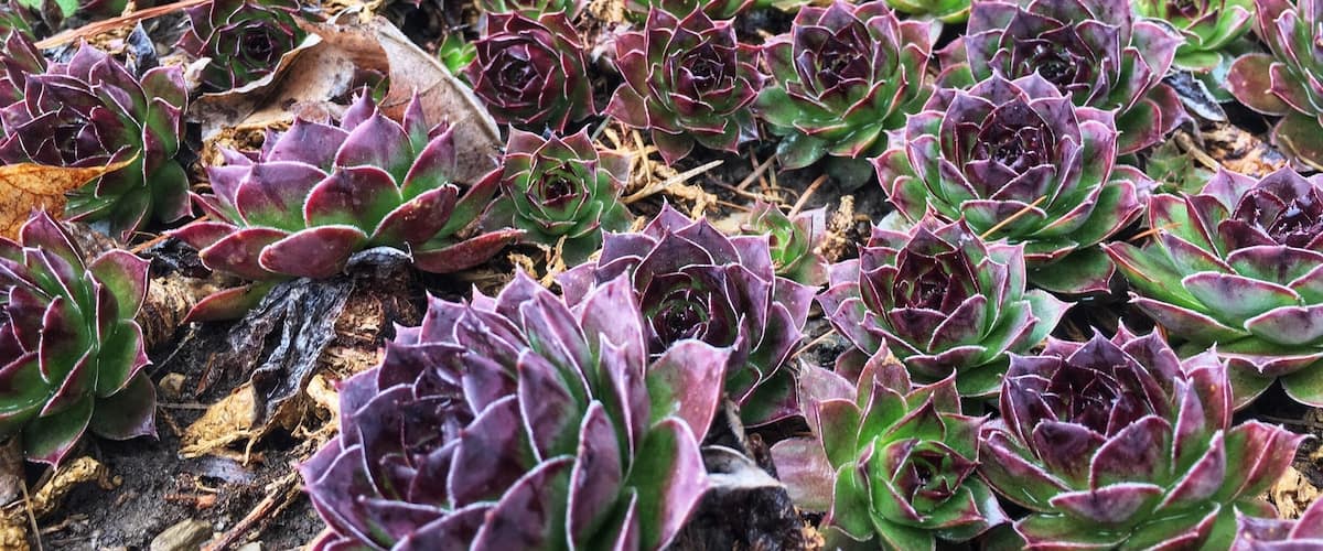 Taken at my father-in-law’s house 🌱