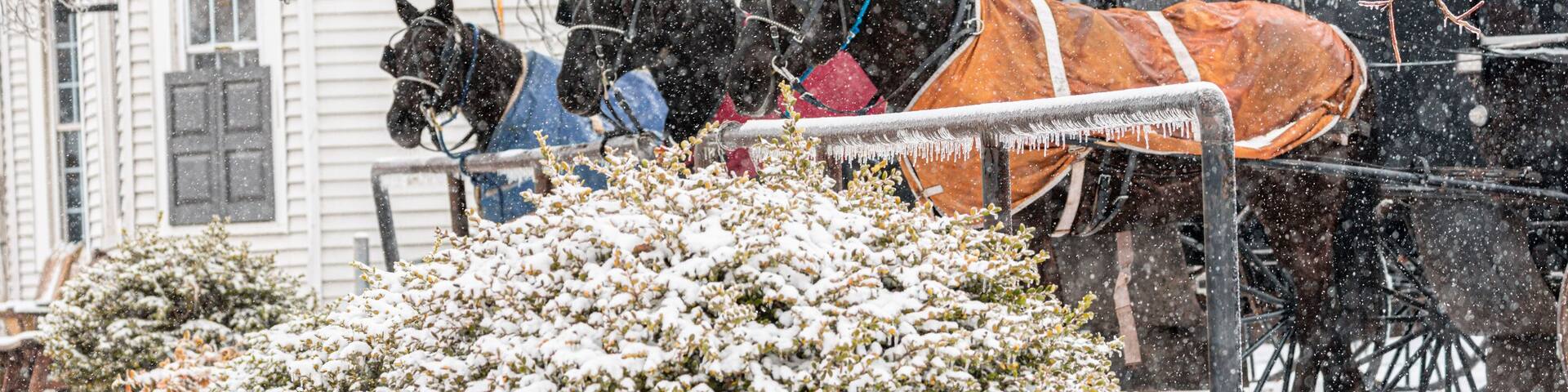 Three Amish horse and buggies parked at a hitching rail near a general store in winter | Winesburg, Ohio