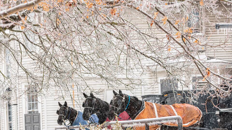 A snow-covered street with a horse-drawn carriage and horses.
