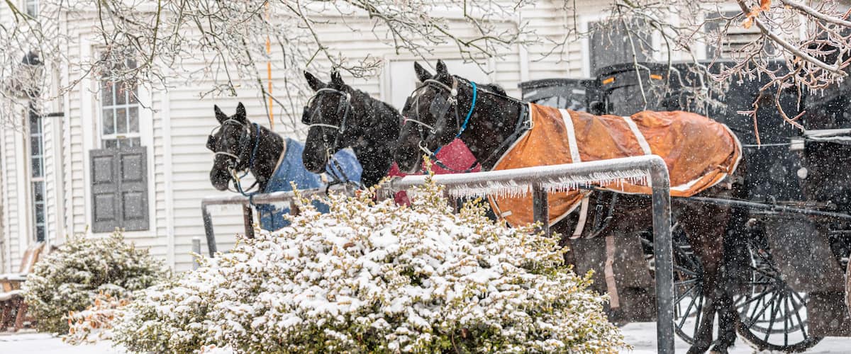 A snow-covered street with a horse-drawn carriage and horses.