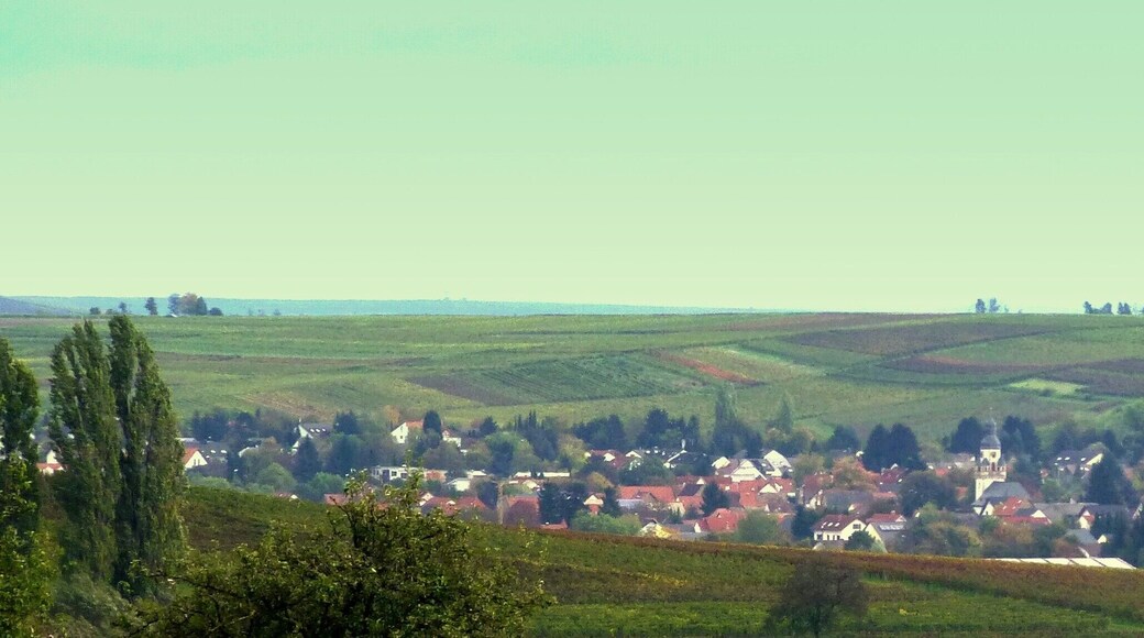 Rheinhessen - Saulheim