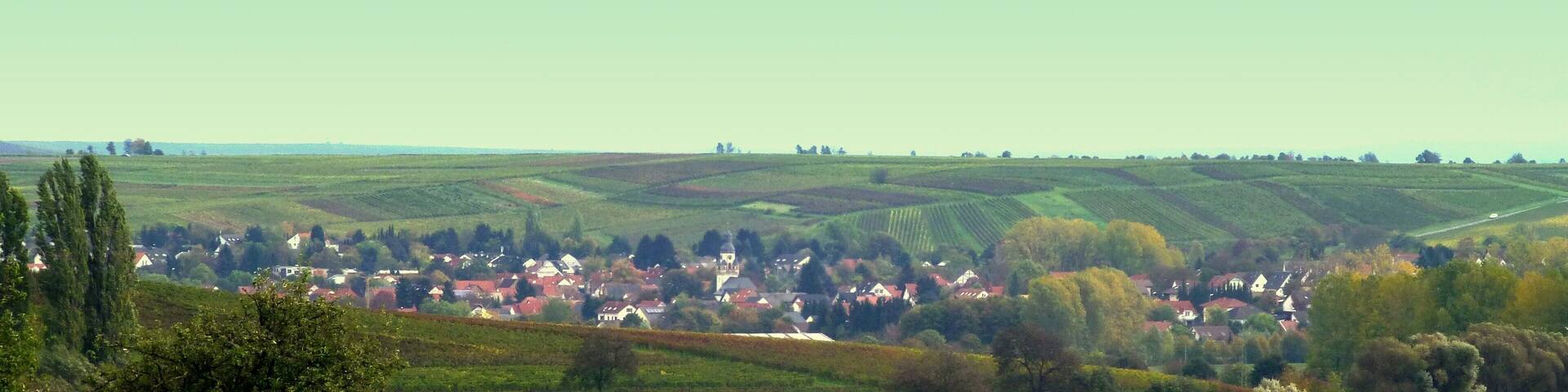 Rheinhessen - Saulheim