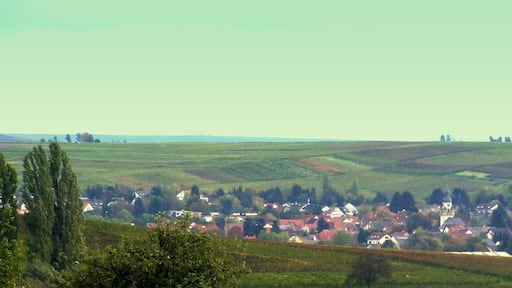 Rheinhessen - Saulheim