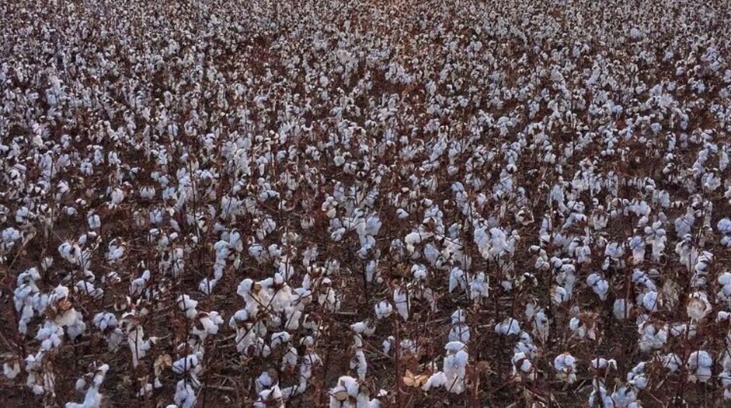 Cotton field at sunrise . It's a beautiful road trip on Hwy 64 thru this part of Oklahoma . Farm fields and feedlots.