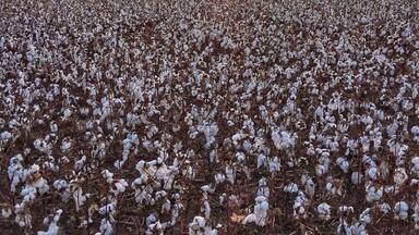 Cotton field at sunrise . It's a beautiful road trip on Hwy 64 thru this part of Oklahoma . Farm fields and feedlots.