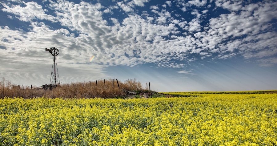 Altocumulus and crepuscular rays over rapeseed field forecasting storm, Hooker, Oklahoma, US
