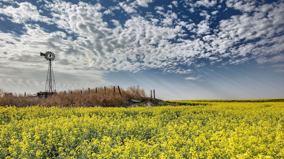 A field of yellow flowers with a windmill in the background.