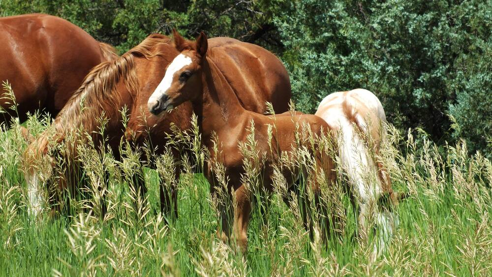 Mustang Foal