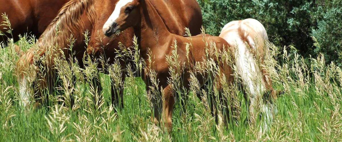 Mustang Foal