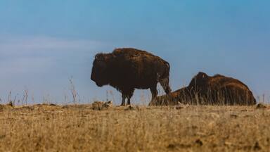 A bison grazing in a dry grassland with a clear blue sky.