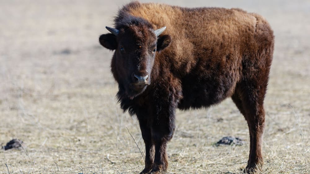 Ein junges Bison in einer trockenen Graslandschaft.