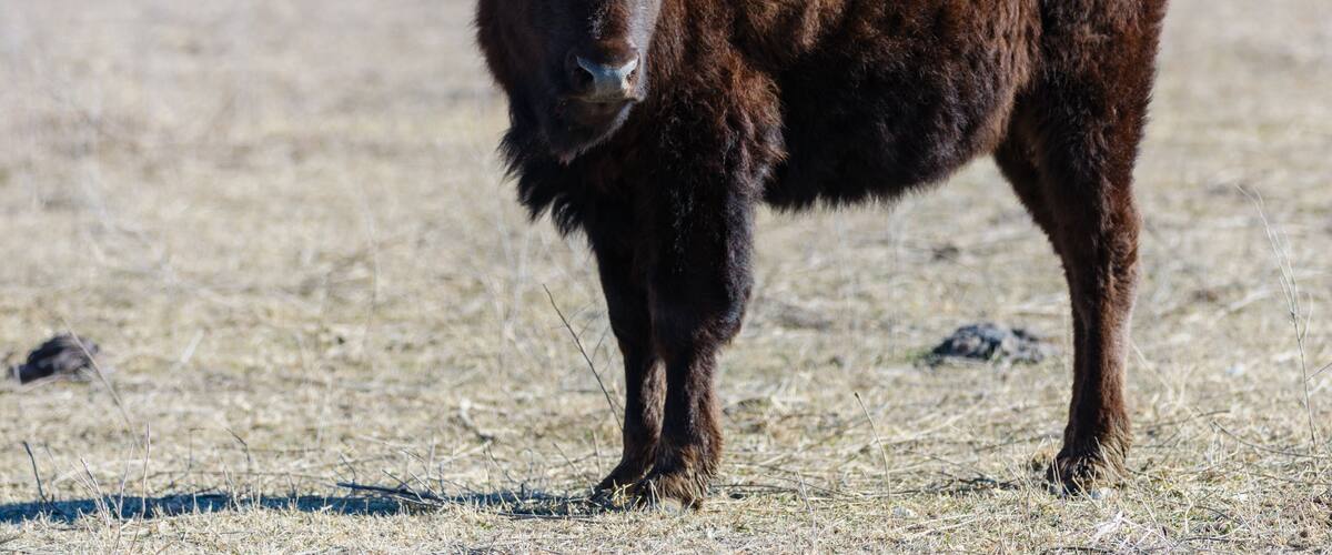A young bison in a dry grassland.