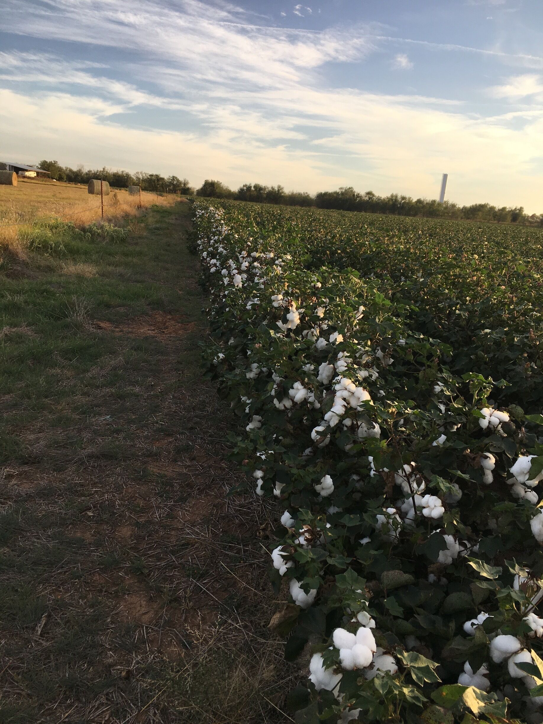 Acres and acres of cotton. 
