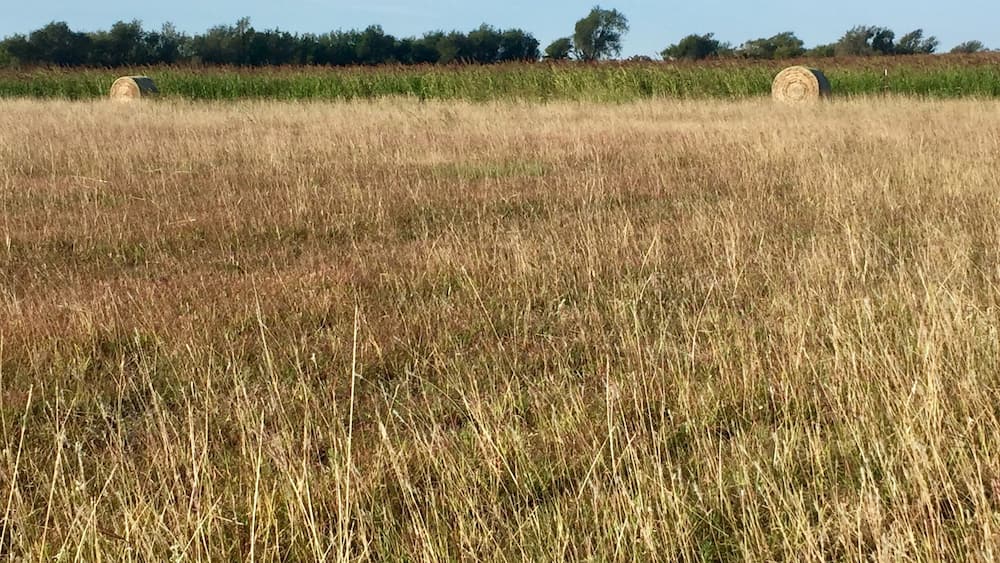 A field with two hay bales and a line of trees in the background.