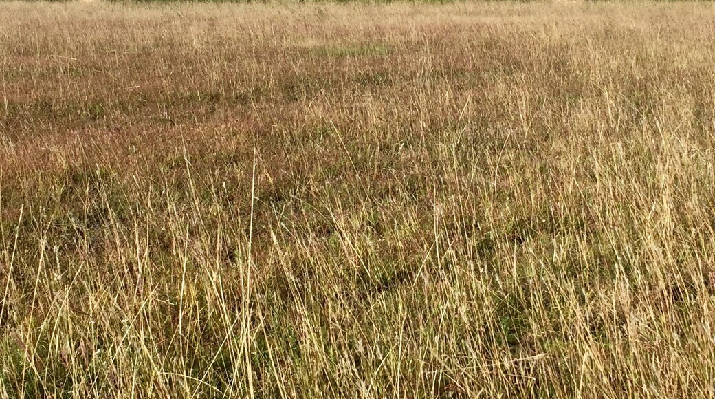 A partially harvested hay/alfalfa field at the Oklahoma/Texas border
