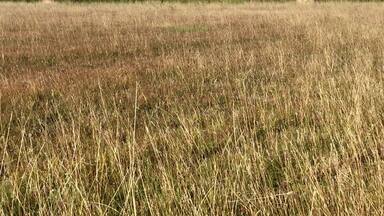 A partially harvested hay/alfalfa field at the Oklahoma/Texas border