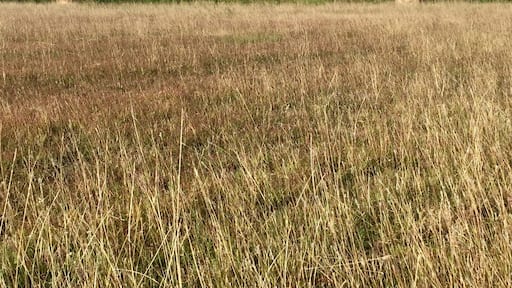 A partially harvested hay/alfalfa field at the Oklahoma/Texas border