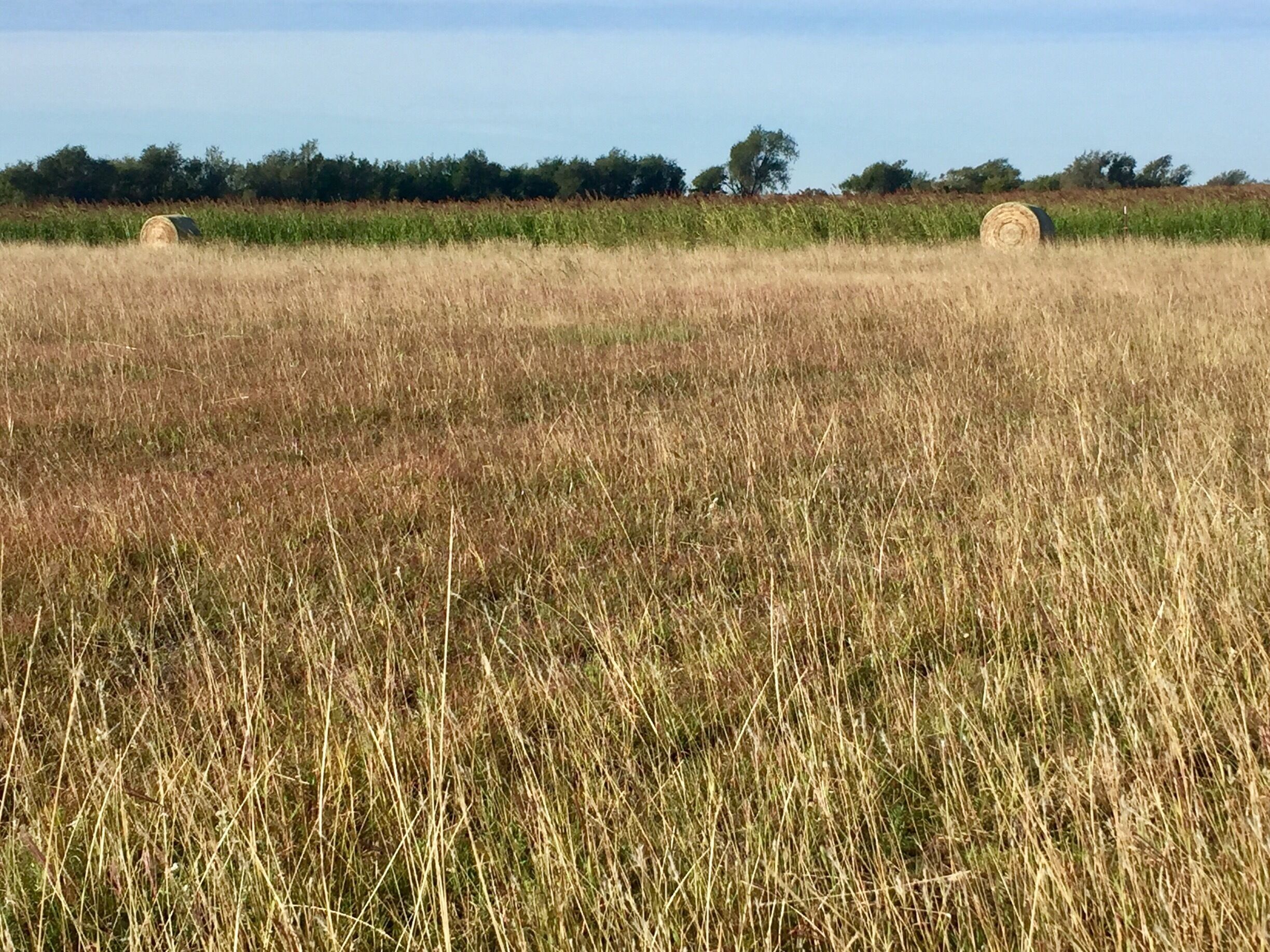 A field with two hay bales and a line of trees in the background.