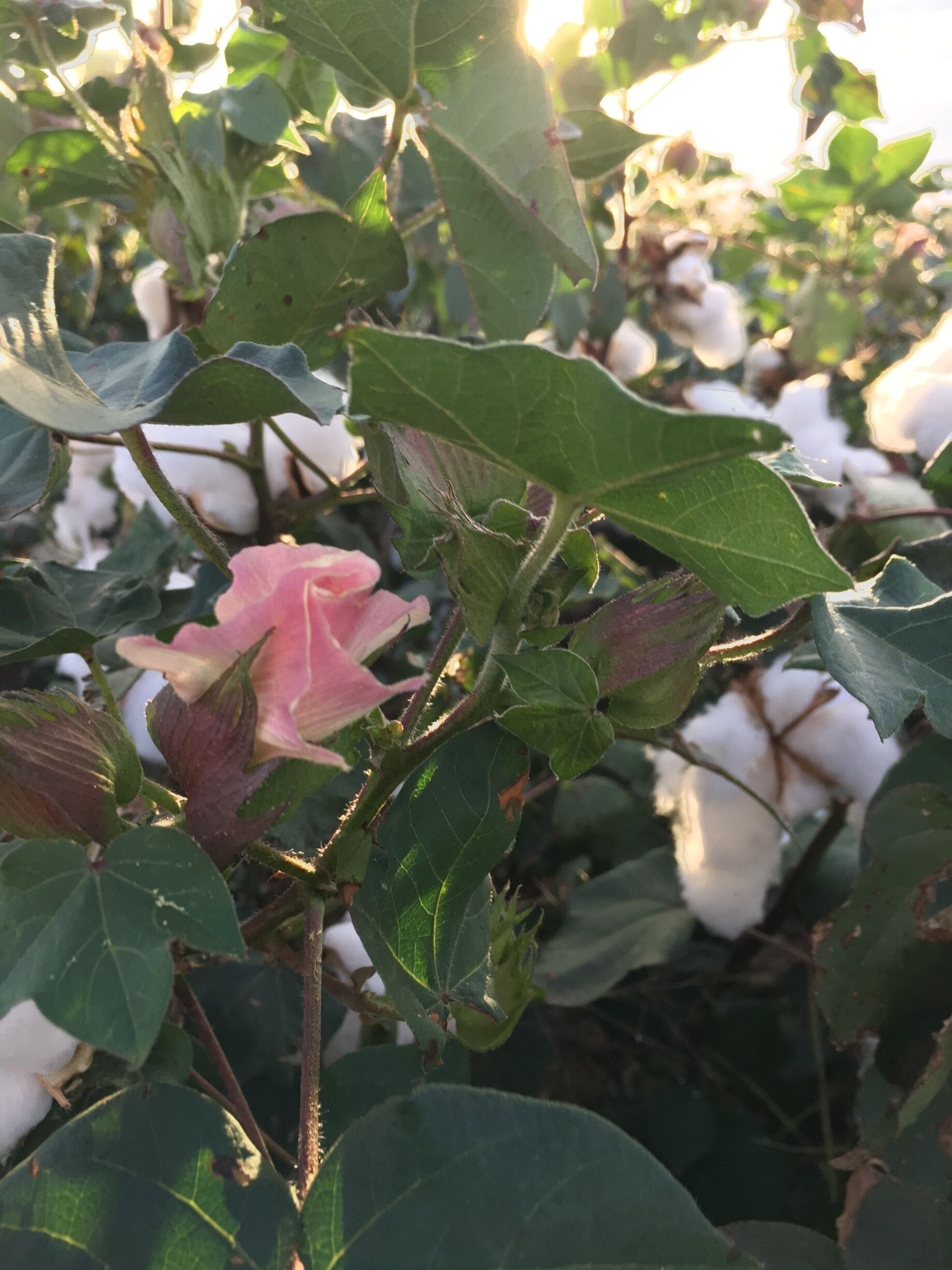 Cotton plant in a field next to RV park in Texola which is one mile from Texas border. 
