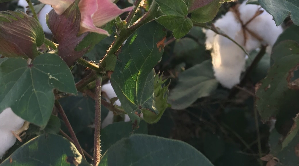 Cotton plant in a field next to RV park in Texola which is one mile from Texas border.