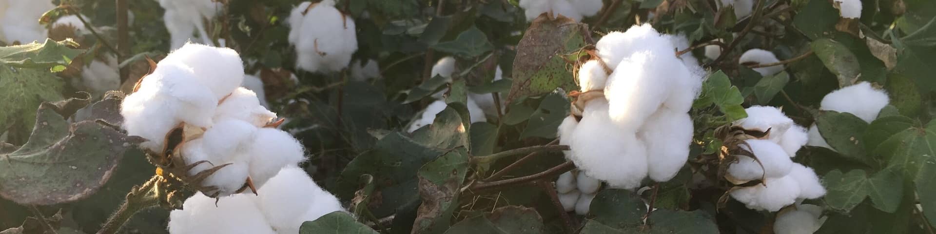 Cotton plant which really does feel like a cotton ball!