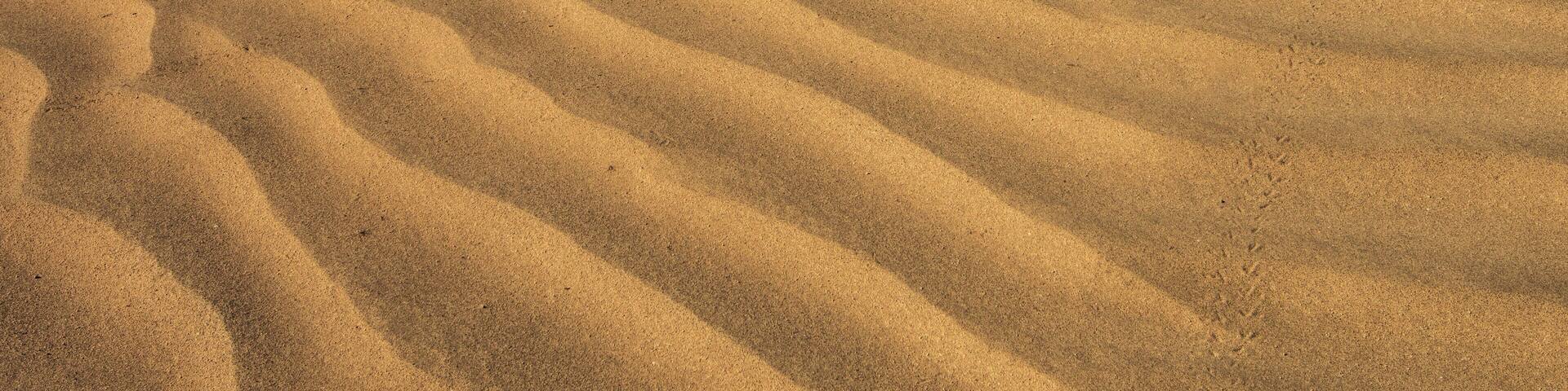 A desert landscape with rippled sand dunes and sparse vegetation.